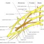 brachial_plexus.jpg